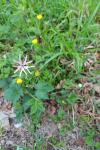 Lychnis flos-cuculi