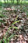 Carex sylvatica