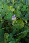 Veronica serpyllifolia