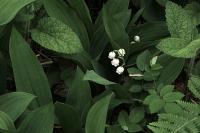 Convallaria majalis