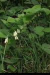 Polygonatum multiflorum