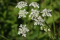 Anthriscus sylvestris