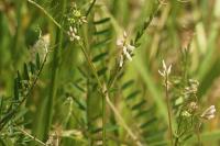 Ervilia hirsuta