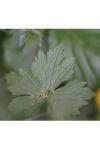 Ranunculus acris