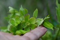 Helleborus foetidus
