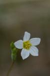 Linum catharticum