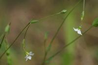 Linum catharticum