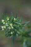 Lithospermum officinale