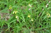 Melampyrum pratense