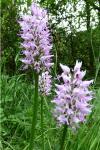 Orchis simia