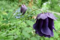 Aquilegia vulgaris