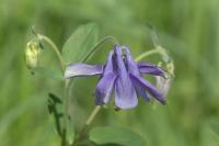 Aquilegia vulgaris