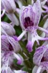 Orchis simia