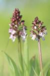 Orchis purpurea