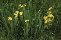 Iris pseudacorus