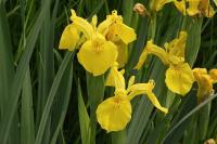Iris pseudacorus