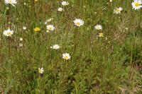 Leucanthemum vulgare