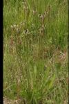 Plantago lanceolata