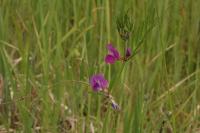 Vicia segetalis