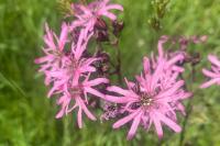Lychnis flos-cuculi