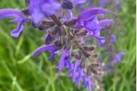 Salvia pratensis