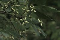Euonymus europaeus