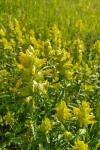 Rhinanthus minor