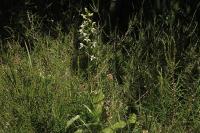 Platanthera chlorantha