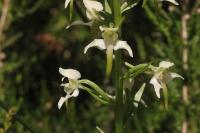 Platanthera chlorantha