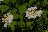 Viburnum opulus