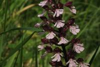 Orchis purpurea