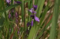 Polygala vulgaris