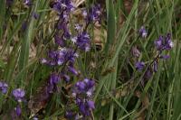 Polygala vulgaris