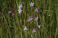 Campanula rapunculus