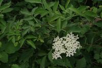 Sambucus nigra