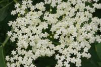 Sambucus nigra