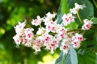 Aesculus hippocastanum