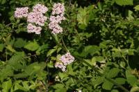 Valeriana officinalis