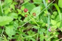 Poterium sanguisorba
