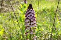 Orchis purpurea
