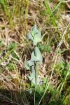 Blackstonia perfoliata