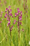 Anacamptis laxiflora