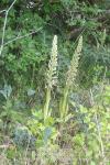 Himantoglossum hircinum