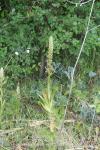 Himantoglossum hircinum