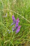 Vicia cracca
