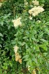 Ligustrum vulgare