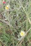 Tragopogon dubius