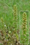 Orchis anthropophora