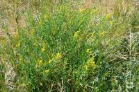 Genista tinctoria