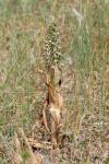 Himantoglossum hircinum
